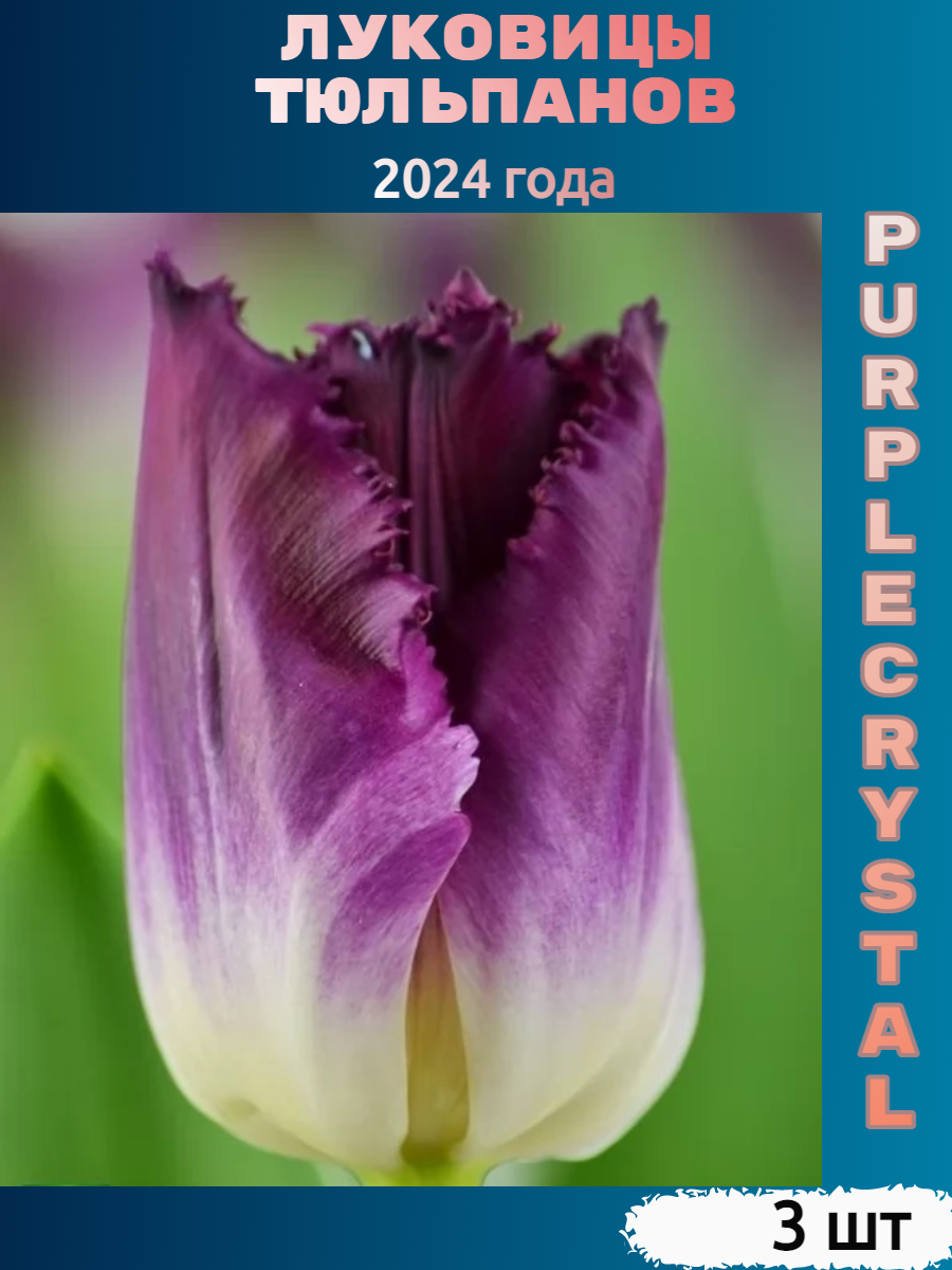 Луковицы тюльпана Purple crystal (3 шт)