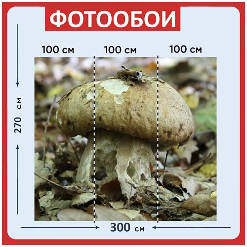Фотообои Гриб серый коричневый 300x270 см флизелиновыена стену 3950₽