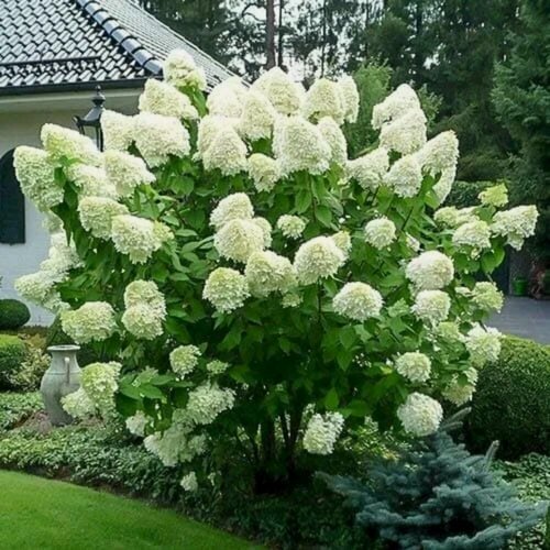 Изображение товара Гортензия метельчатая Полар Бир (Hydrangea paniculata Polar Bear) / 1 шт