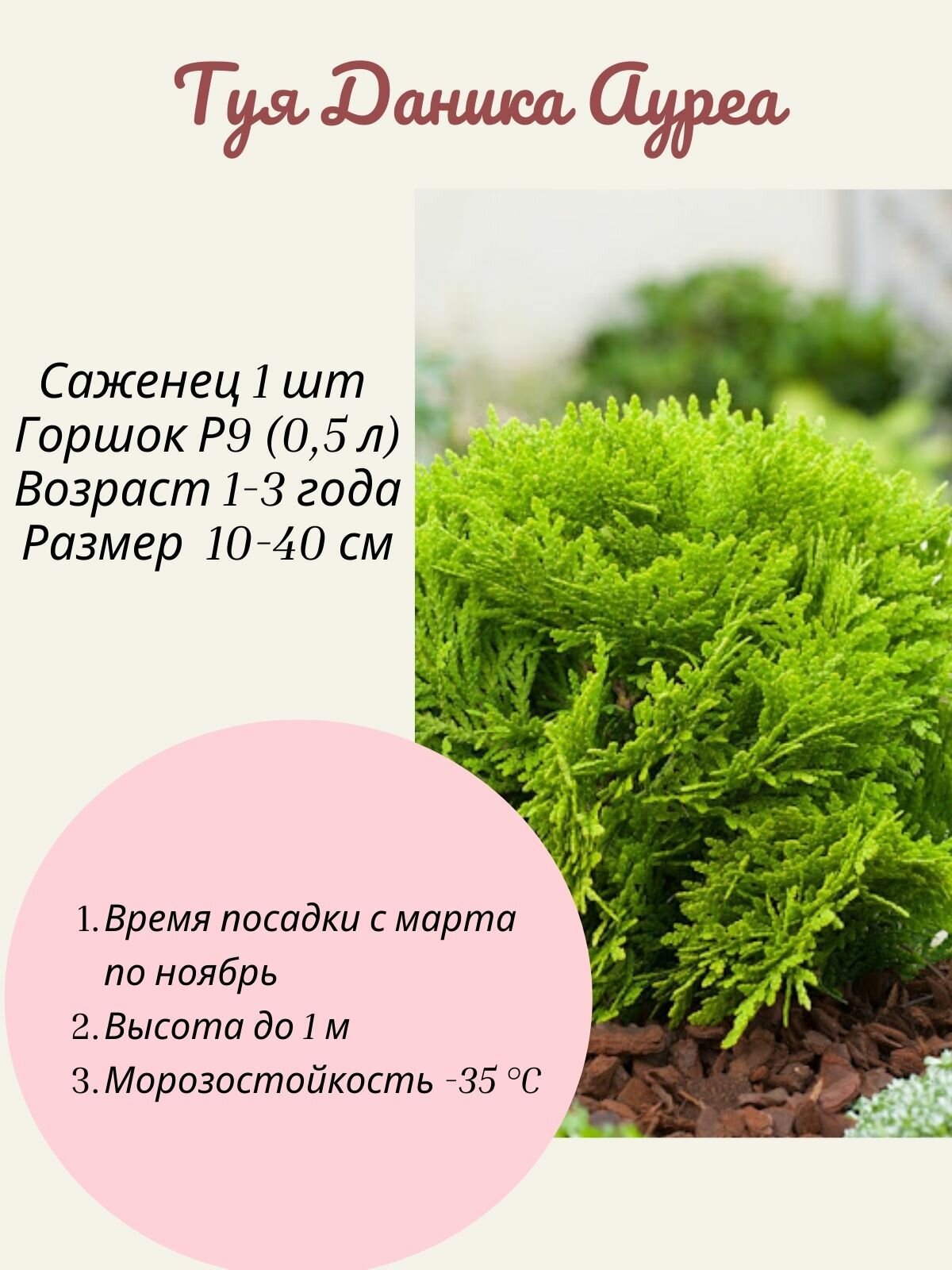 Туя Даника Ауреа 1 шт саженец в горшке Р9