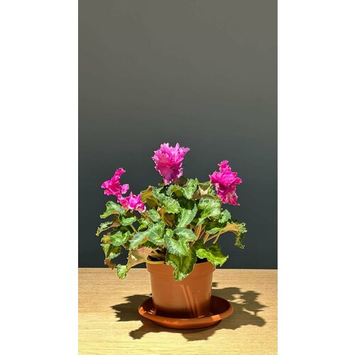 Комнатное растение Цикламен