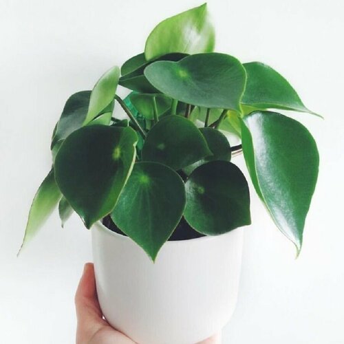 Пеперомия Полиботрия (Peperomia POLYBOTRYA) семена пеперомия рейндроп