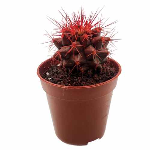 Кактус Красный Эхинокактус Грузони D-5 H-9 750₽