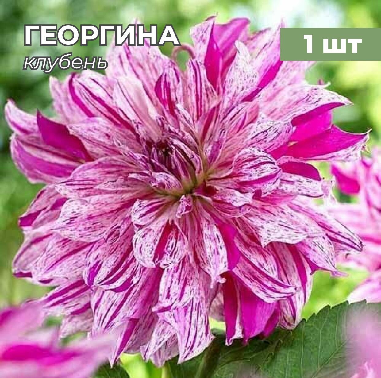 Георгина, Клубни георгины на посадку тайхейо 1 шт, цена 988 руб. купить ...