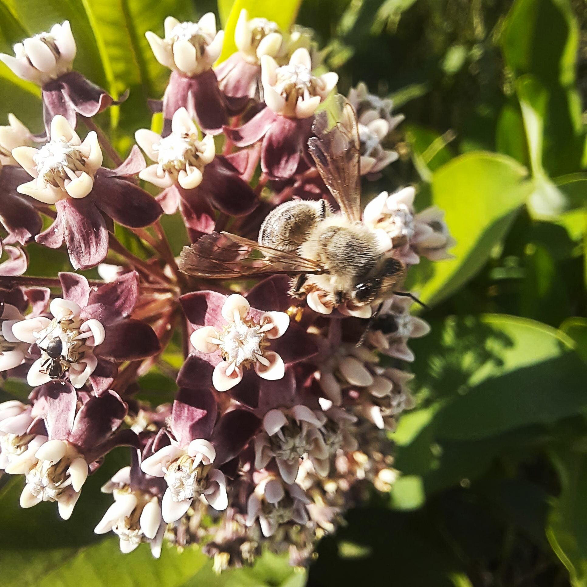 Ваточник сирийский семена 50 штук +10 в подарок