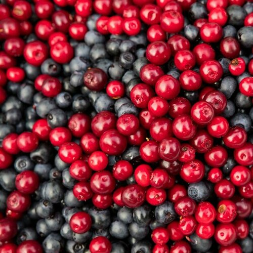 Воронец красный и черный микс - Волчьи ягоды - Христофорова трава (лат. Actaea arguta Nutt) семена 15шт + подарочек