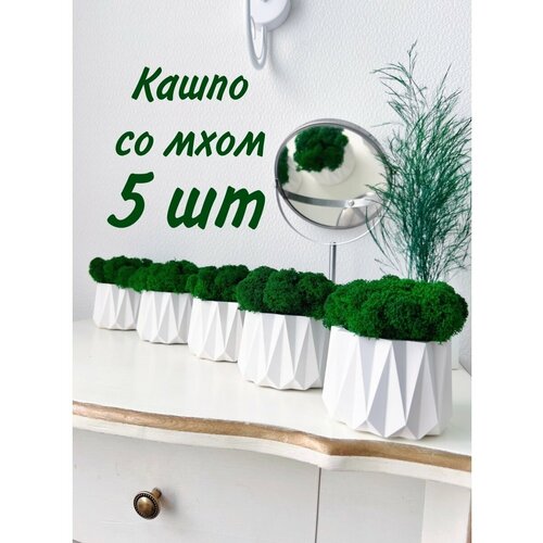 Кашпо и стабилизированный мох 1830₽