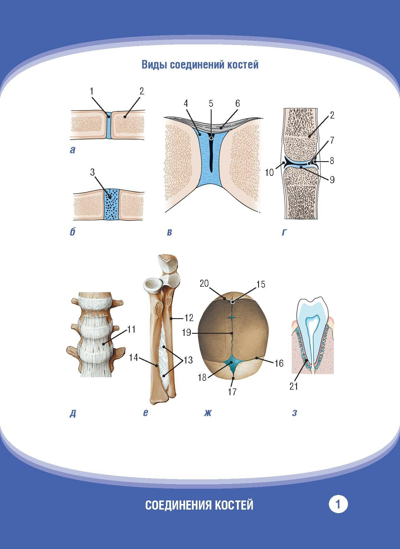 Анатомия человека. Соединения костей. Карточки. Наглядное учебное пособие - фото №5
