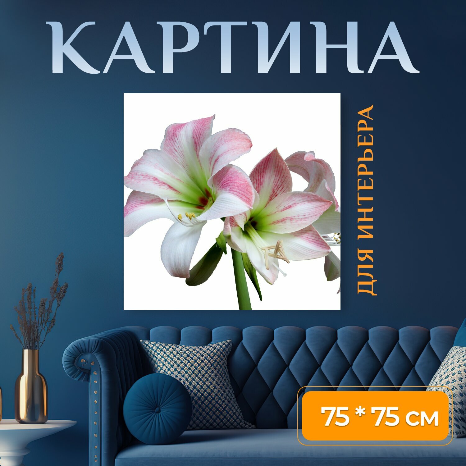 Картина на холсте "Амариллис цветок изолированные" на подрамнике 75х75 см. для интерьера