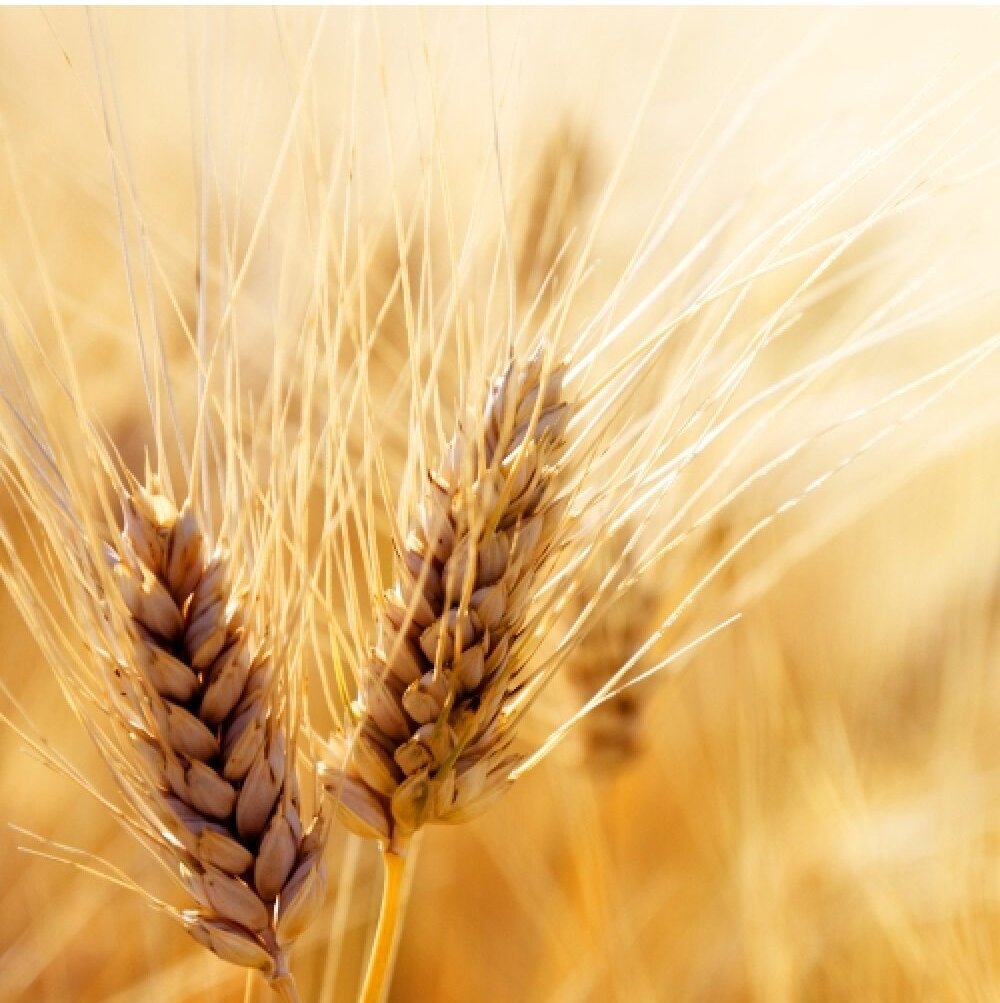 Протеины пшеницы (Протелан)