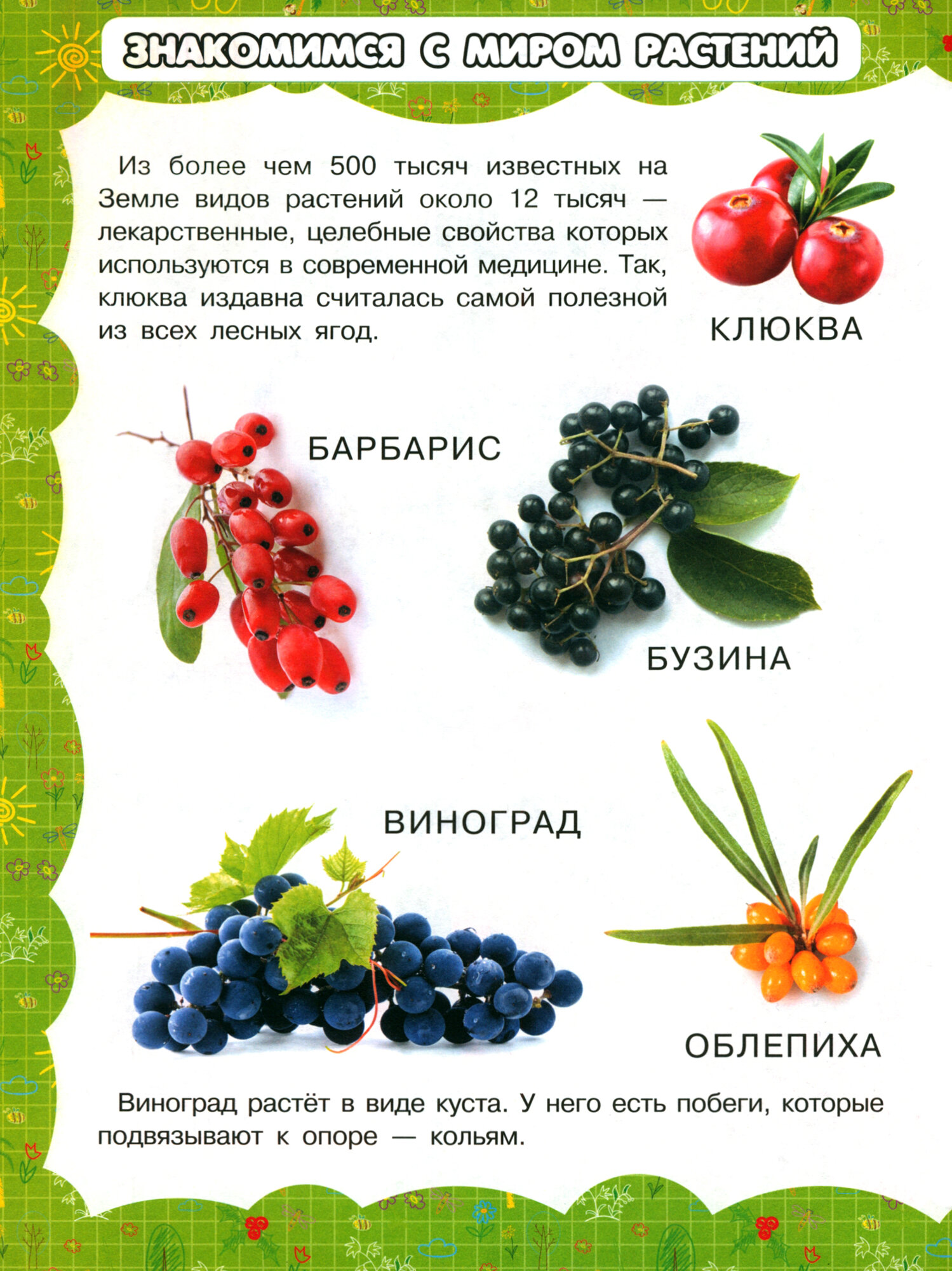 В саду и огороде (Резько Игорь Васильевич) - фото №3