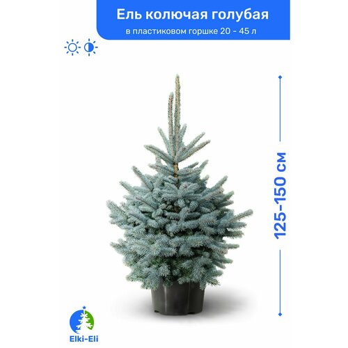 Ель колючая голубая 125-150 см в пластиковом горшке 20-45 л, саженец, хвойное живое растение