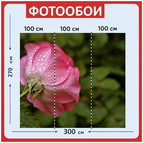 Фотообои Роза розовый дождь 300x270 см флизелиновыена стену 3970₽