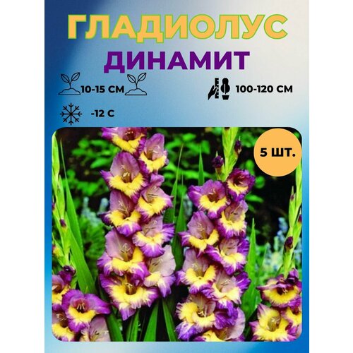 Гладиолус луковицы 5 шт.