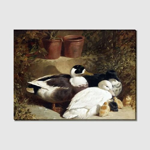 Картина на холсте Утки (Ducks), 40*30 см