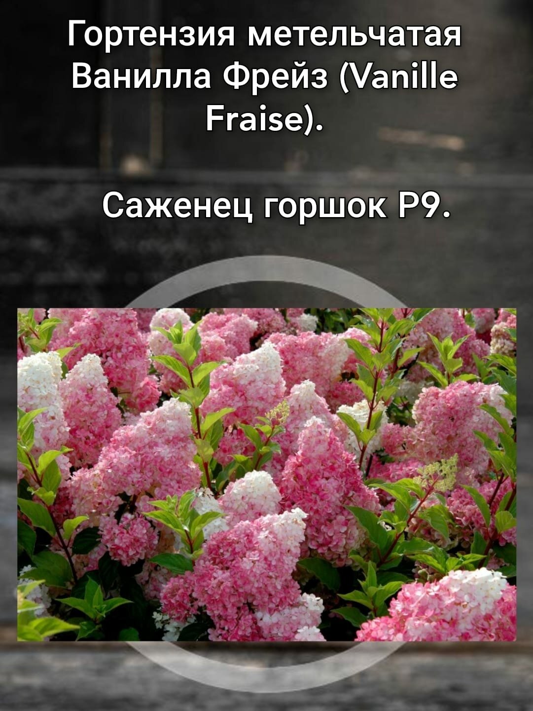 Гортензия метельчатая...