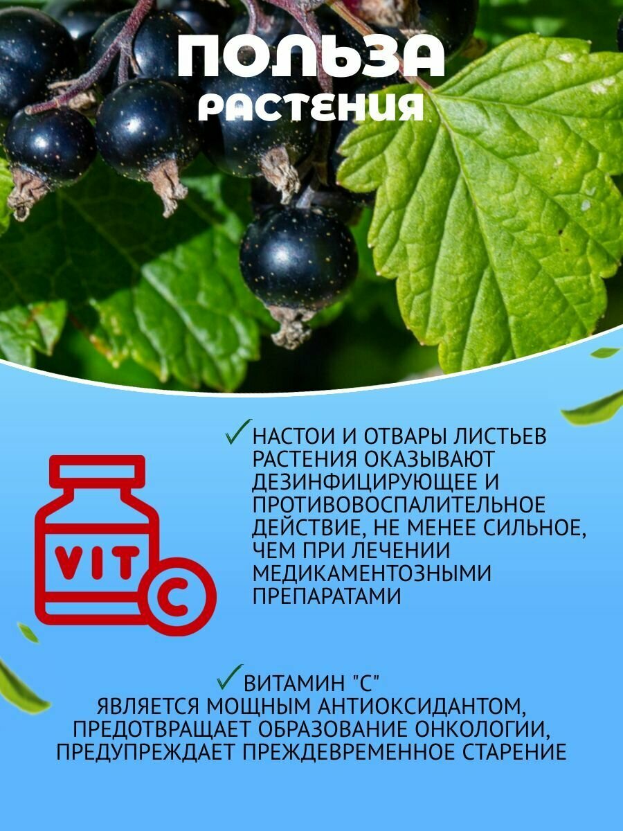 Изображение Лист черной смородины дикой, травяной чай для иммунитета, лечение гастритов, атеросклероза, травы Алтая