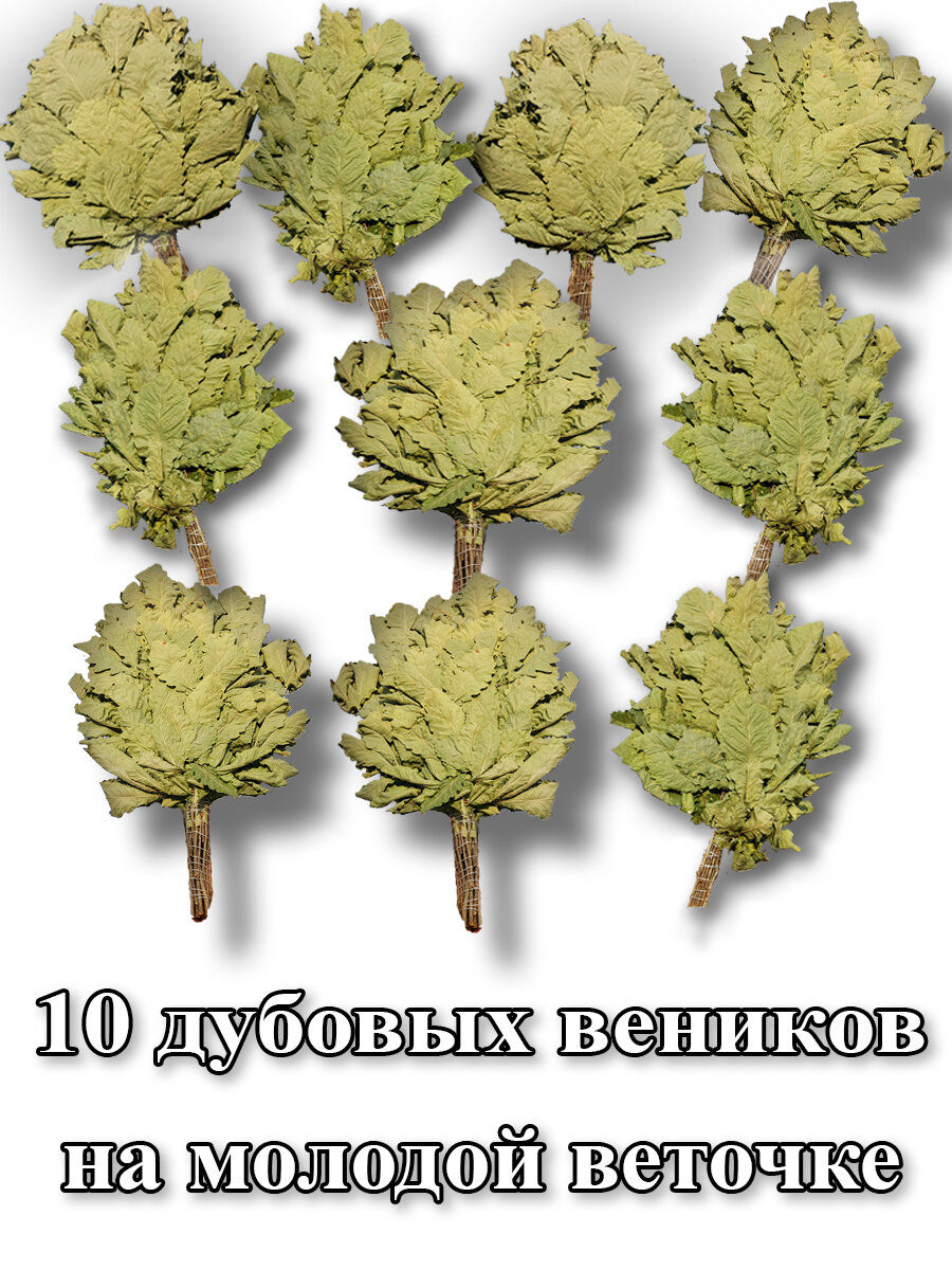 Дубовые веники для бани и сауны 10 штук