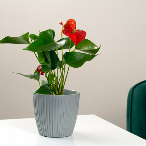 Антуриум красный цветок мужское счастье в стильно кашпо 2987₽