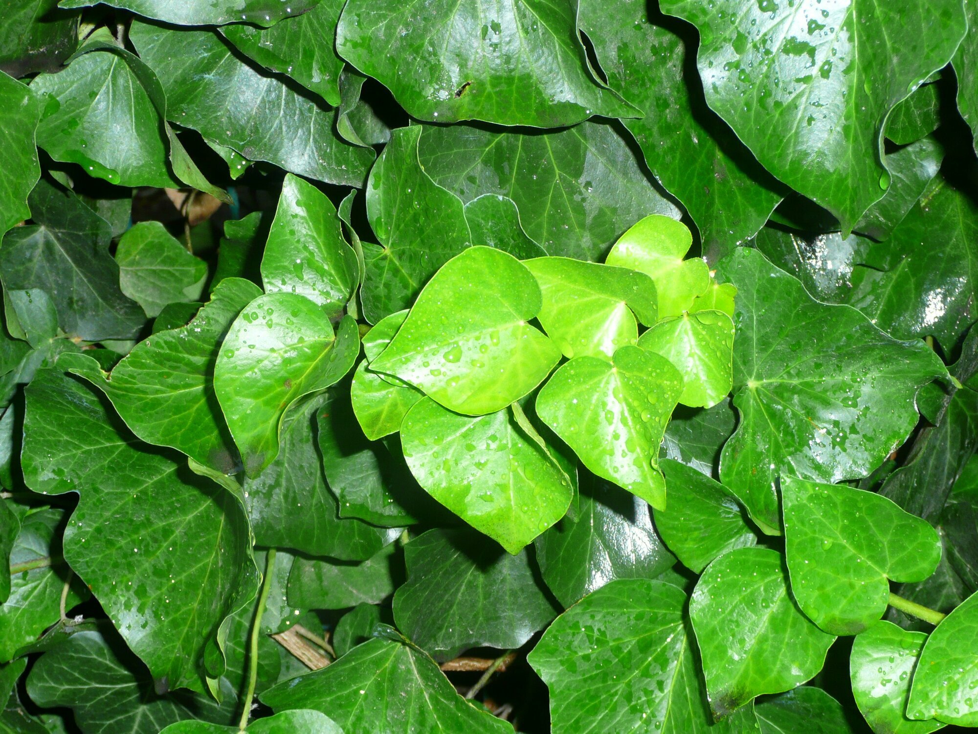 Семена Плющ колхидский (Hedera colchica) 10 штук вечнозеленая морозостойкая лиана