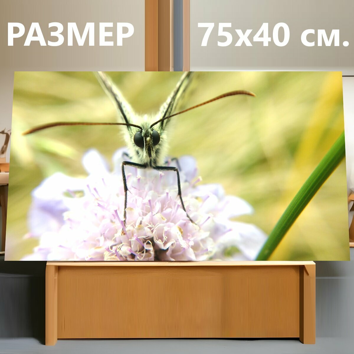Картина на холсте "Бабочка, макрос, цветок с бабочкой" на подрамнике 75х40 см. для интерьера