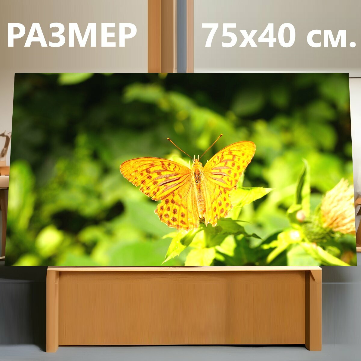Картина на холсте "Бабочка, императорское пальто, насекомое" на подрамнике 75х40 см. для интерьера