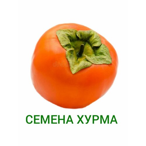 Семена хурмы