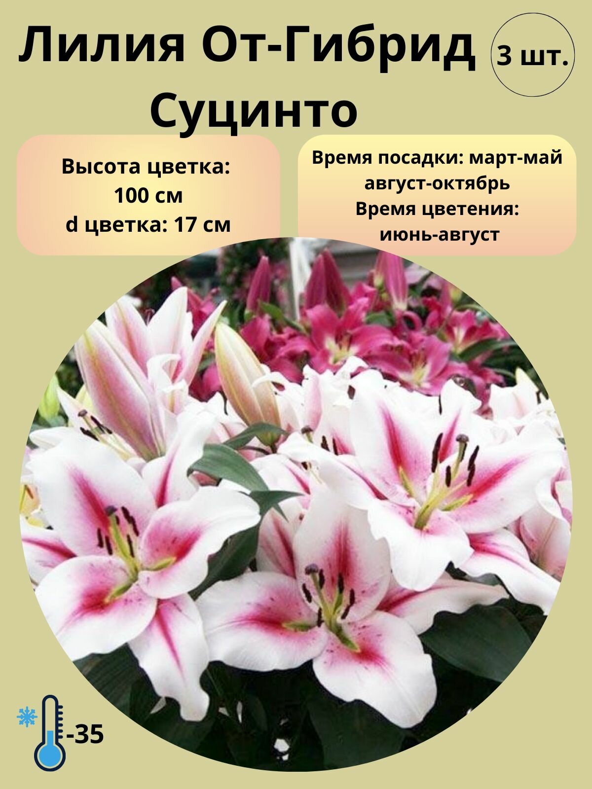 Луковицы Лилии ОТ-гибрид, 3 шт