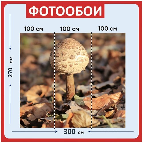 Фотообои Гриб коричневый лес 300x270 см флизелиновыена стену 3940₽