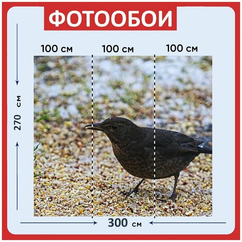 Фотообои Черный дрозд птица земля 300x270 см флизелиновыена стену 3960₽
