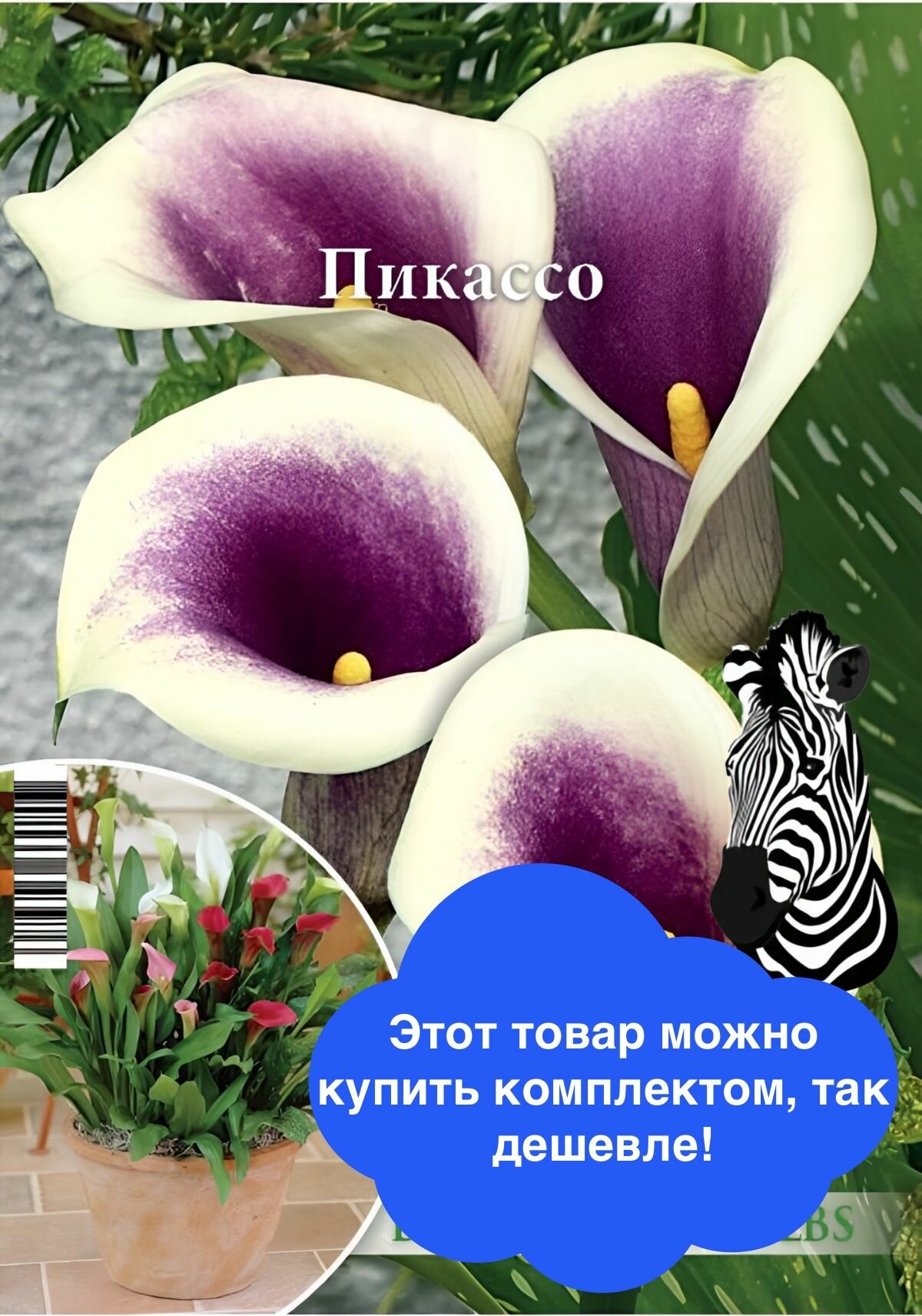 Луковичные цветы Русский Огород "Калла Пикассо", 1 шт, разбор 14/+