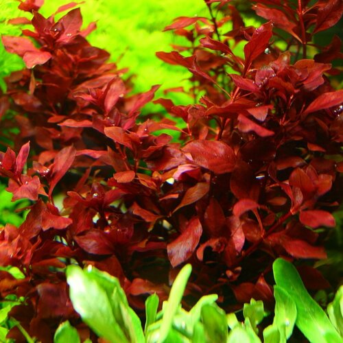Людвигия супер ред 3 ветки Ludwigia super red Аквариумное растение живое 600₽