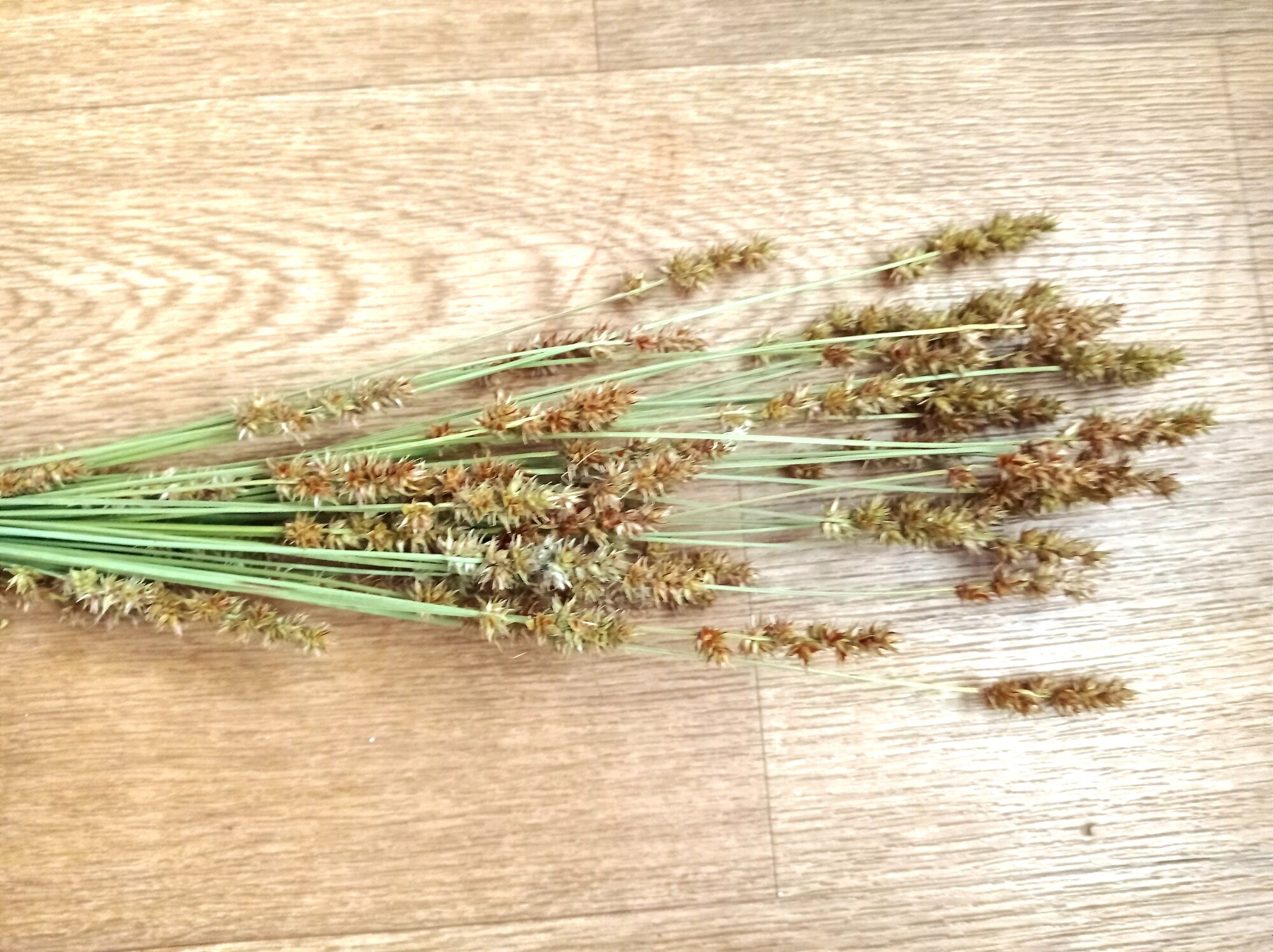 Лимониум натуральный.