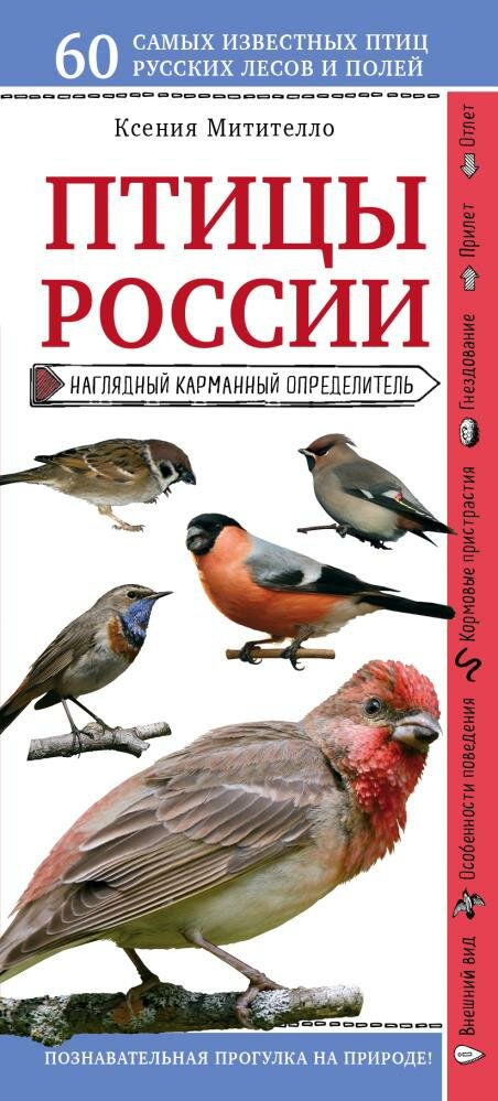 Птицы России. Наглядный карманный определитель (для ПР) (Митителло К. Б.)