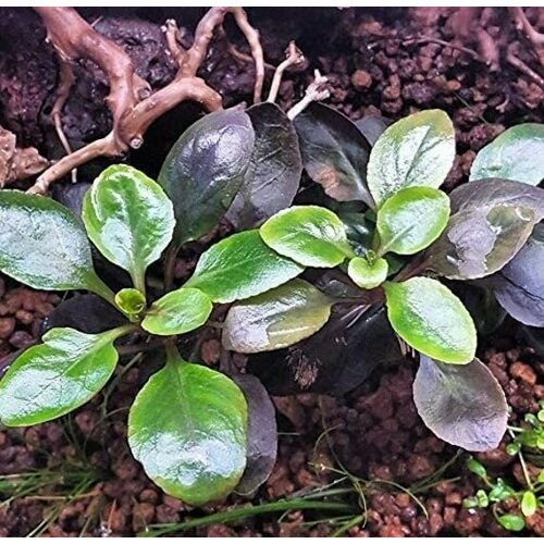 Лобелия кардинальская (Lobelia cardinalis)