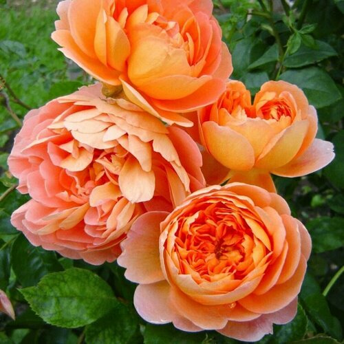 Роза Пэт Остин (1 саженец) роза джеймс л остин д остин кустарниковая