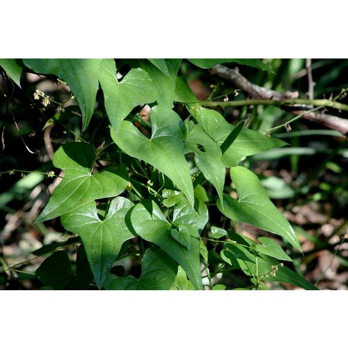 Диоскорея обыкновенная - Тамус обыкновенный (лат. Dioscorea communis) семена 10шт + подарочек