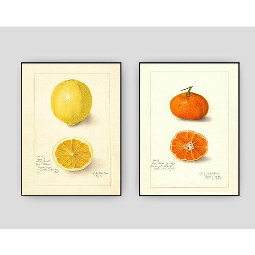 2 постера на кухню Лимон и мандарин ботаника, размер А3, без рамы