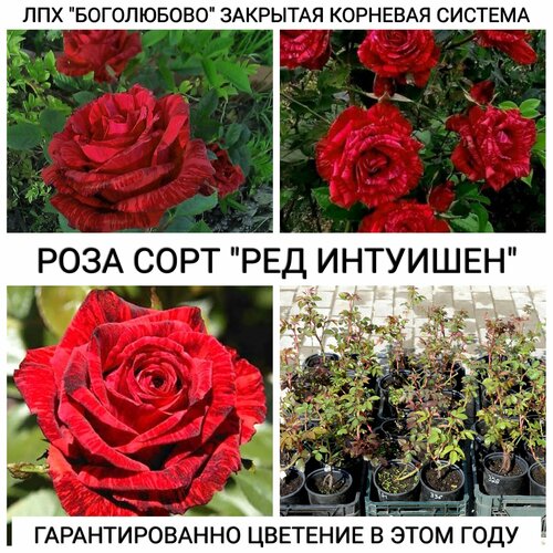 Саженец розы сорт Ред Интуишен Закрытая корневая система
