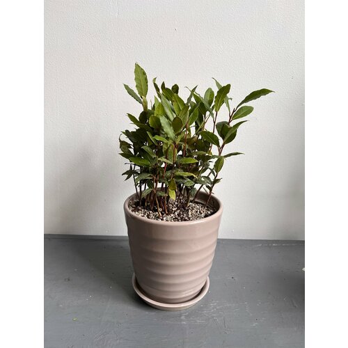 Лавр в керамическом горшке