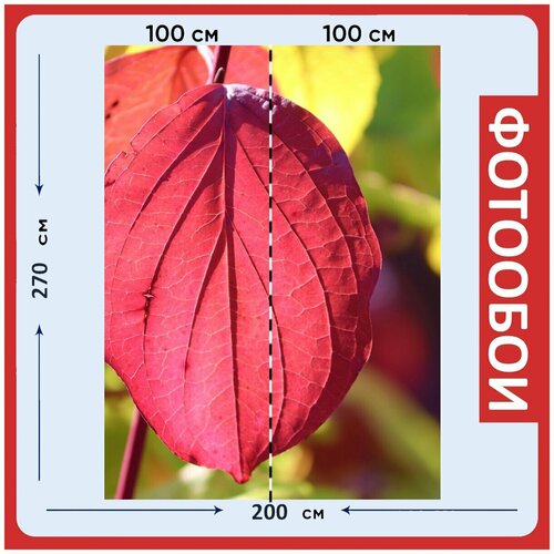 Фотообои Лист красный вены 200x270 см флизелиновыена стену 2950₽