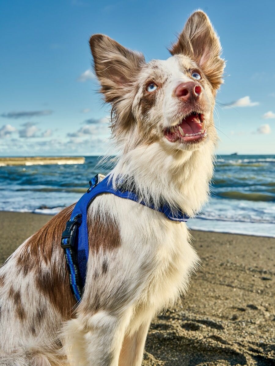 Изображение Шлейка для собак Japan Premium Pet / шлейка жилетка для собак мелких и средних пород с Балансером, цвет синий, размер S