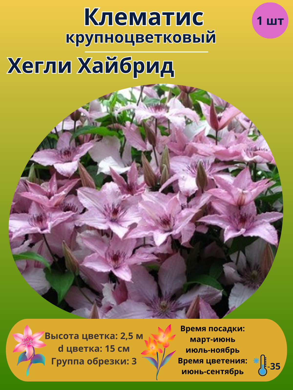 Клематис крупноцветковый Хегли Хайбрид, многолетние цветы