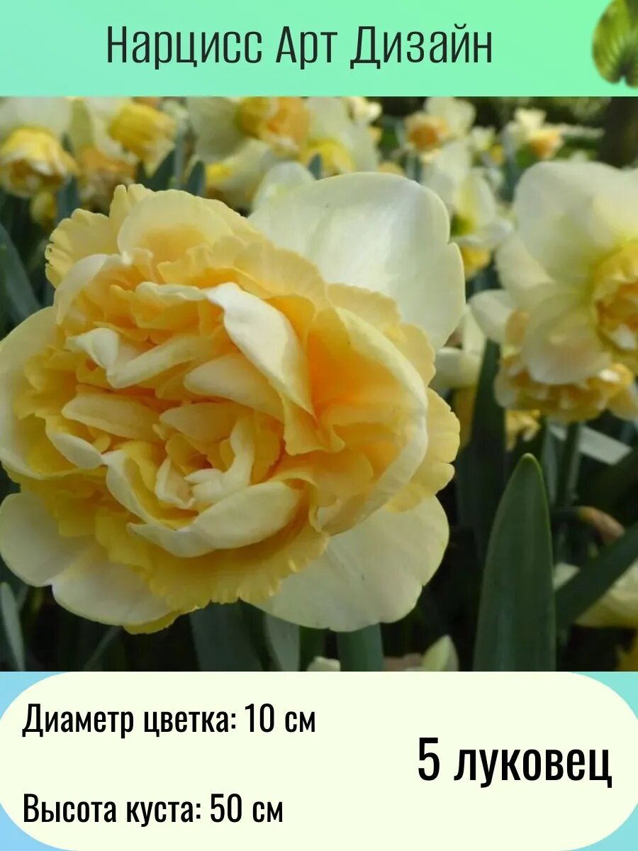 Нарцисс многолетние цветы луковицы 5 шт