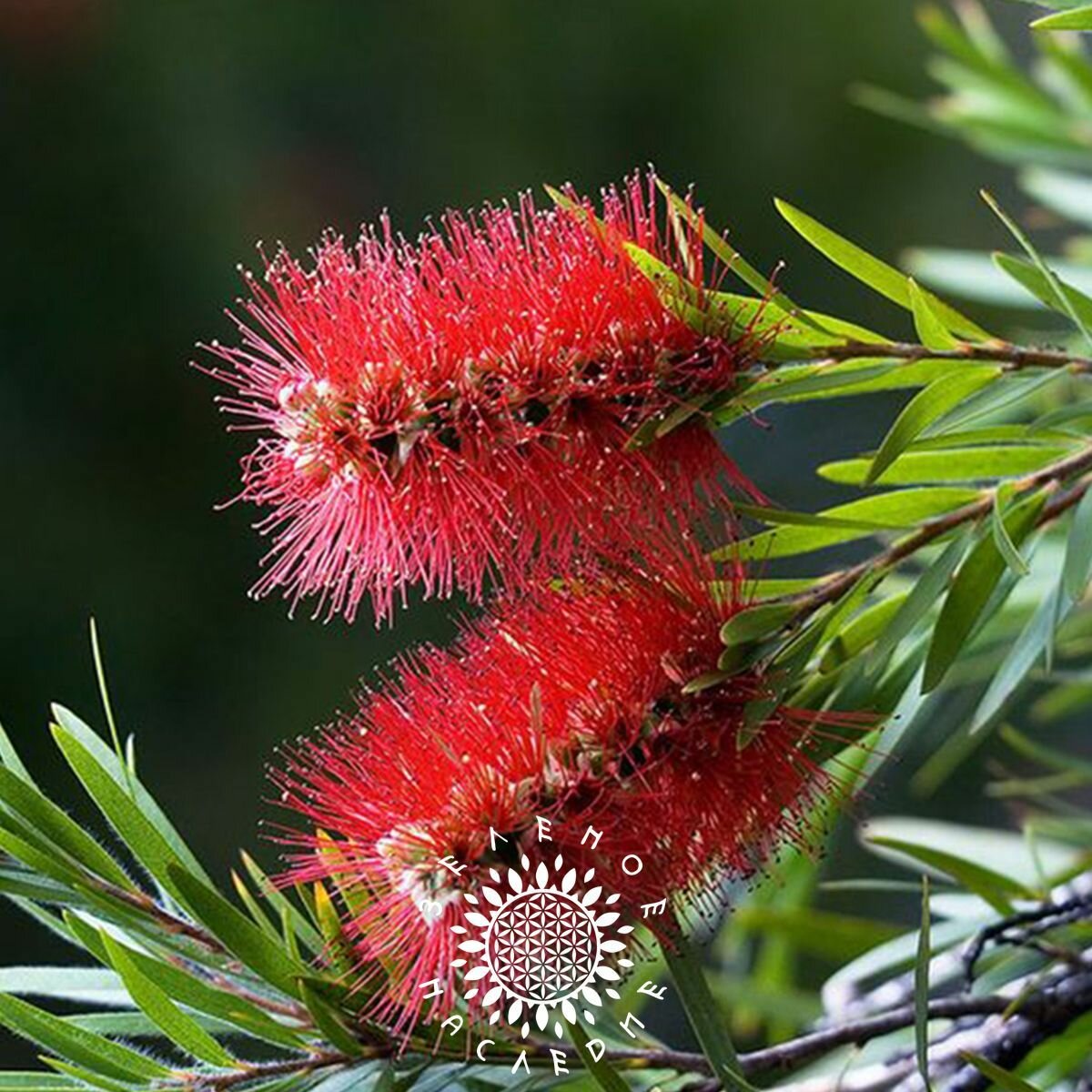 Семена Каллистемон лимонный (лат. Callistemon citrinus) 10шт от Green Legacy — фото 1