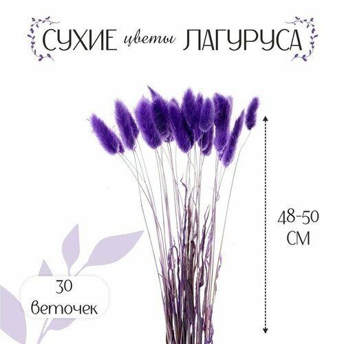 сухоцветы лагурус 55 см 55шт Сухие цветы КНР лагурус, 30 штук, фиолетовый