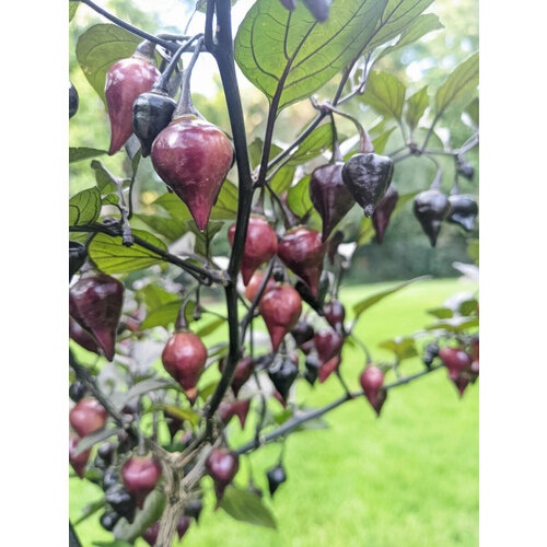 Семена Острый перец Biquinho black, 5 штук