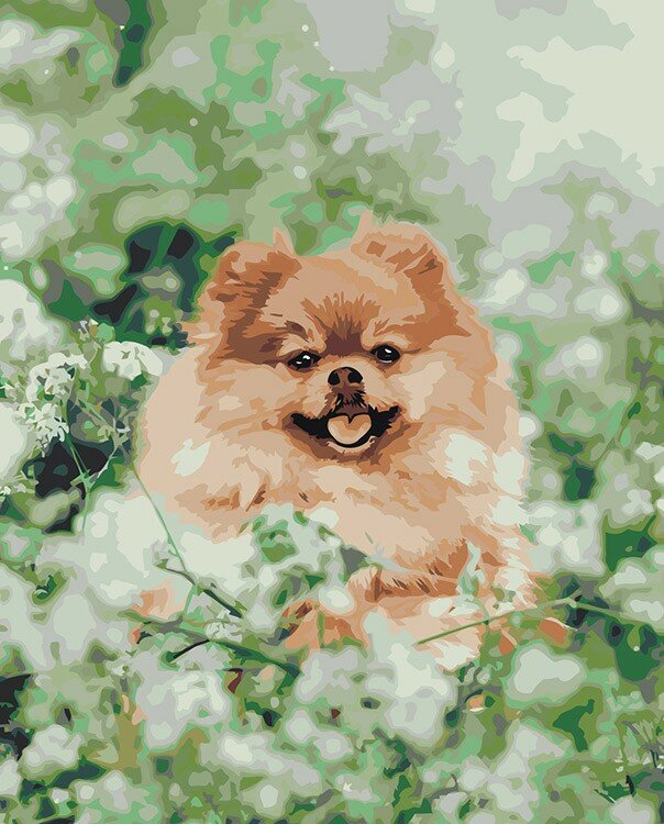 Картина по номерам Собаки: Шпиц в зелени и цветах 40х50