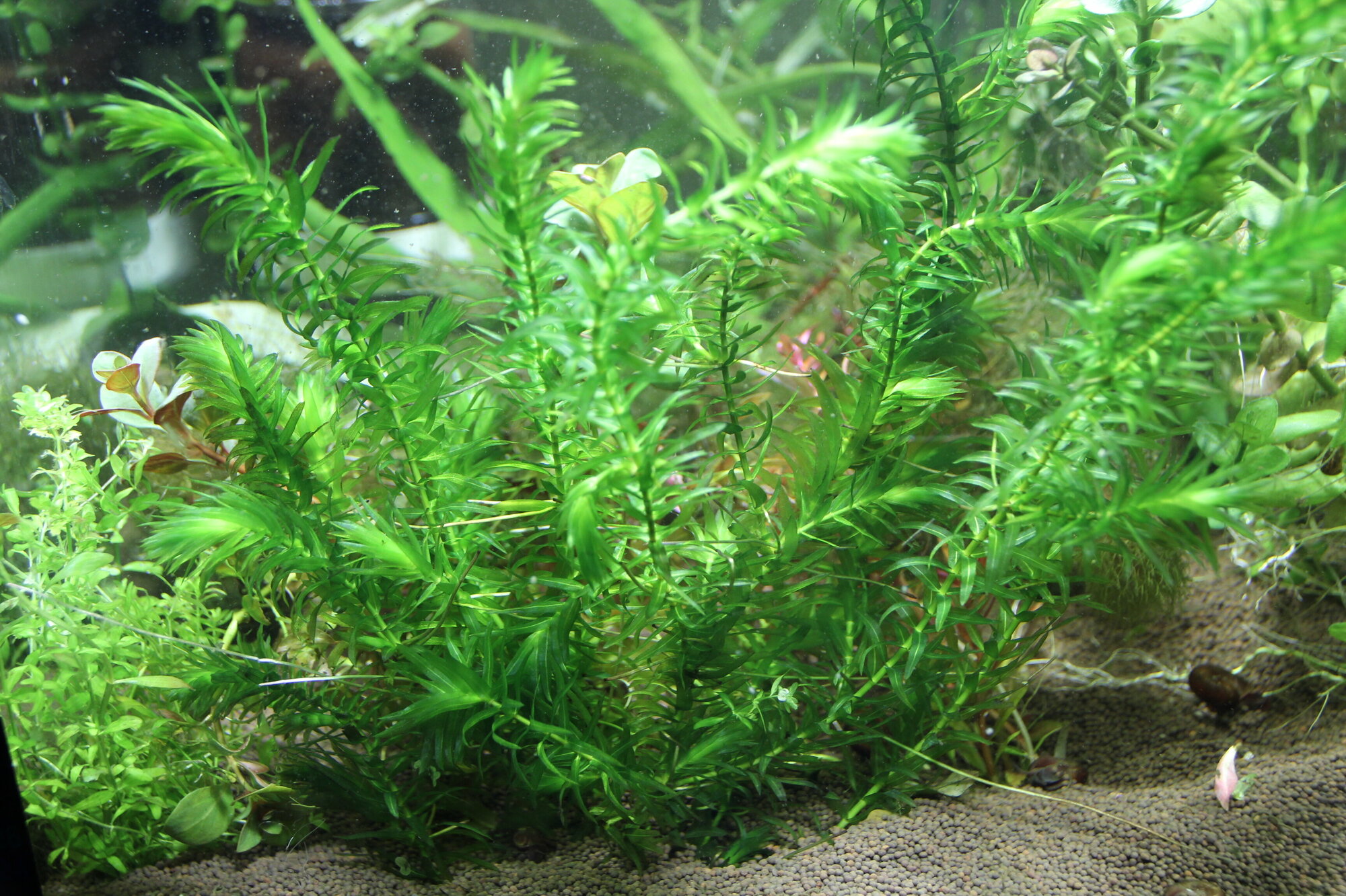 Элодея аквариумное растение живое Elodea 5 веточек по 10-15 см