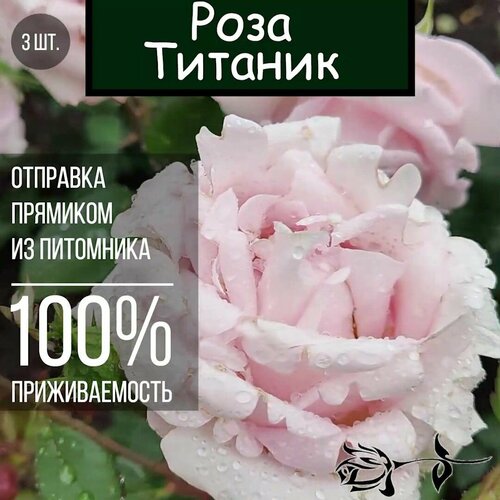Саженец розы Титаник 3 шт./ Чайно гибридная роза саженец розы титаник чайно гибридная роза